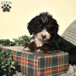 Flax, Mini Bernedoodle Puppy